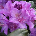 Rhododendron Hybride 'Catawbiense Boursault'