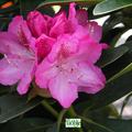 Rhododendron Hybride 'Constanze'