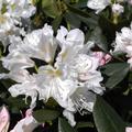 Rhododendron Hybride Cunningham's White