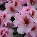 Rhododendron 'Diadem'