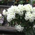 Rhododendron Hybride 'Dufthecke' weiss, INKARHO