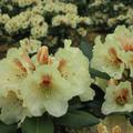 Rhododendron 'Goldbukett'