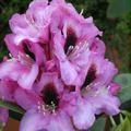 Rhododendron Hybride 'Kokardia'®