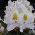 Rhododendron 'Madame Masson'