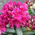 Rhododendron Hybride 'Mrs. P. Den Ouden'