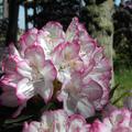 Rhododendron Hybride 'Picotee'