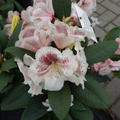 Rhododendron Hybride 'Prinses Maxima' (S)