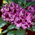 Rhododendron Hybride 'Purple Splendour'