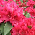 Rhododendron Hybride 'Wilgen`s Ruby'