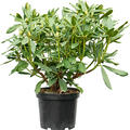 Rhododendron 'Madame Masson', Busch, im 24cm Topf, Hhe 50cm, Breite 60cm