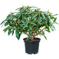 Rhododendron 'Marcel Menard', Busch, im 24cm Topf, Hhe 50cm, Breite 60cm