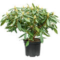 Rhododendron 'Percy Wiseman', Busch, im 24cm Topf, Hhe 50cm, Breite 60cm