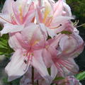 Rhododendron 'Soir de Paris'
