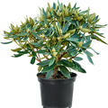 Rhododendron 'Vulcan Flame', Busch, im 24cm Topf, Hhe 50cm, Breite 60cm