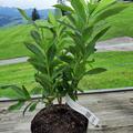 Rhododendron luteum 'Satan' (Knap-Hill Azalee), Wie nicht anders zu erwarten, sind die Blten von Rhododendron luteum 'Satan' scharlachrot und erscheinen Ende Mai.