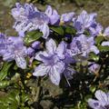 Rhododendron russatum 'Azurwolke'