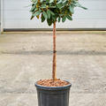 Rhododendron yakushimanum 'Anuschka', Stamm, im 32cm Topf, Hhe 110cm, Breite 40cm