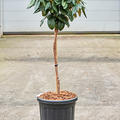 Rhododendron yakushimanum 'Fantastica', Stamm, im 32cm Topf, Hhe 110cm, Breite 40cm