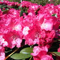 Rhododendron yakushimanum 'Morgenrot'