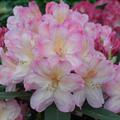 Rhododendron yakushimanum 'Percy Wiseman'