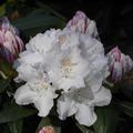 Rhododendron yakushimanum 'Schneekrone'