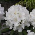 Rhododendron yakushimanum 'Schneewolke'