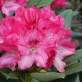 Rhododendron yakushimanum 'Sneezy'