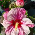 Riesen-Hibiskus 'Perfect Storm', Hibiscus moscheutos