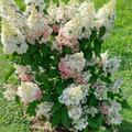 Rispenhortensie 'Pinky Winky', Hydrangea paniculata 'Pinky Winky'