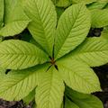 Rodgersia aesculifolia