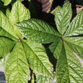 Rodgersia pinnata