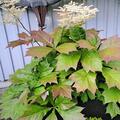 Rodgersia pinnata, Rodgersia pinnata