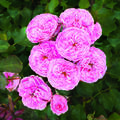 Rose Allure Winterjewel