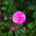 Rose Allure Winterjewel