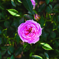 Rose Blush Pixie