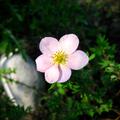 Rosa Fingerstrauch (12er Set), Potentilla 'rosa blhend'