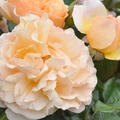 Rose Jordi Roca