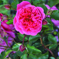 Rose Raspberry