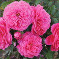 Rose Raspberry (korr)