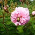 Rosa centifolia muscosa, Rosa Centifolia Muscosa