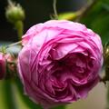 Rosa centifolia muscosa, Rosa Centifolia Muscosa