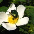 Stacheldrahtrose, Rosa omeiensis f. pteracantha - weie Blte, rote Stacheln, rote Hagebutten, 