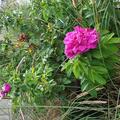 Rosa rugosa 'Hansa', Rosa rugosa Hansa
