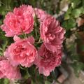 Nelkenrose, Rosa rugosa 'Pink Grootendorst'