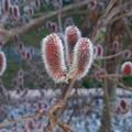 Salix gracilistyla Mount Aso