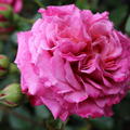 Rose 'Agns Schilliger'