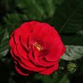 Rose Allotria, Rosa