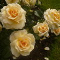 Rose 'Angie'