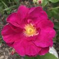 Rose 'Apothekerrose', Rosa gallica 'Officinalis'