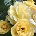 Rose Arthur Bell, Rosa